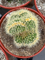 Crested Golden Barrel Cactus, Rare Cactus | Large Plant