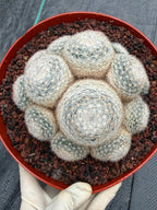 Mammillaria Candida Cluster #743
