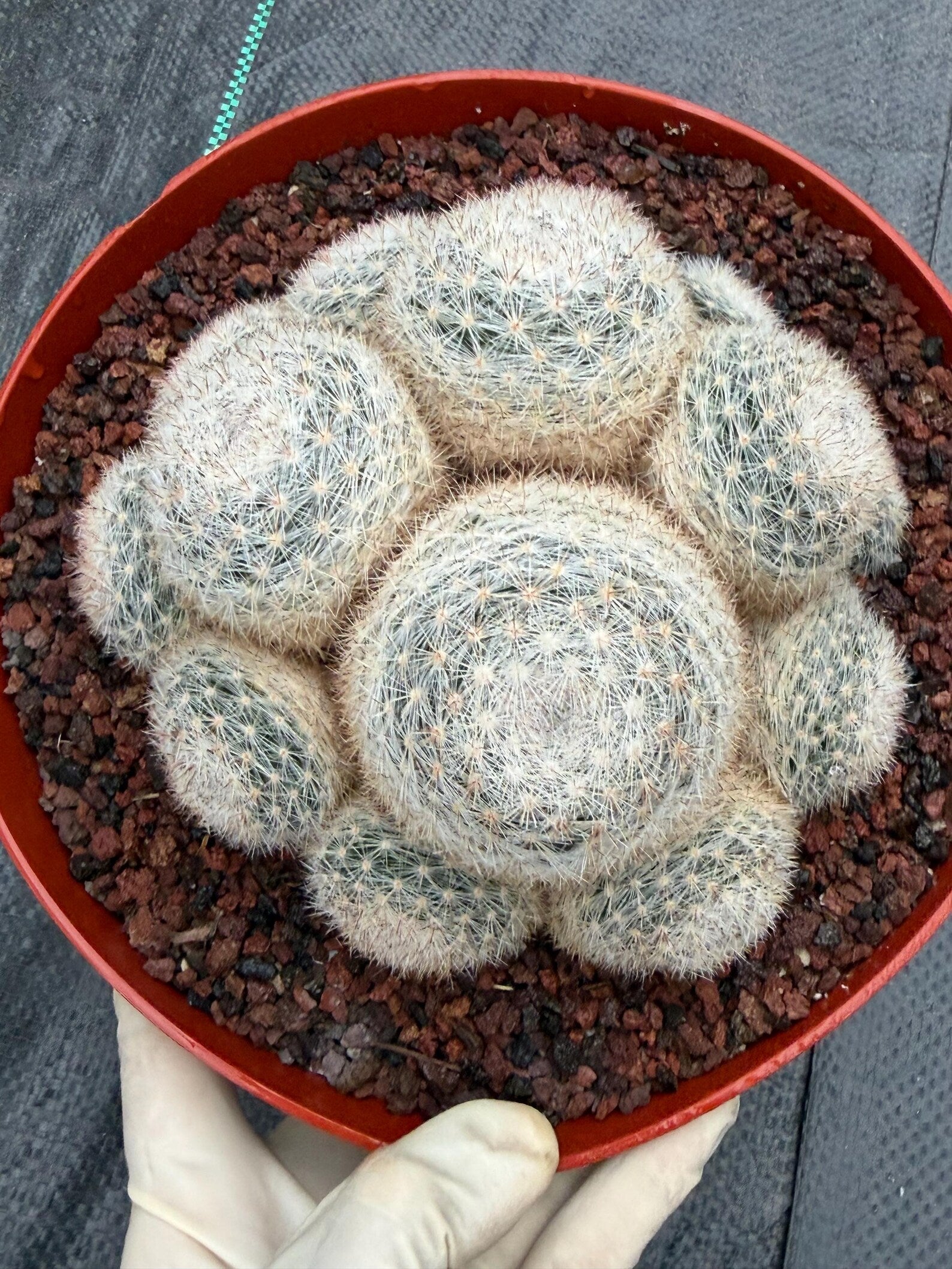 Mammillaria Candida Cluster #743