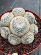 Mammillaria Candida Cluster #743