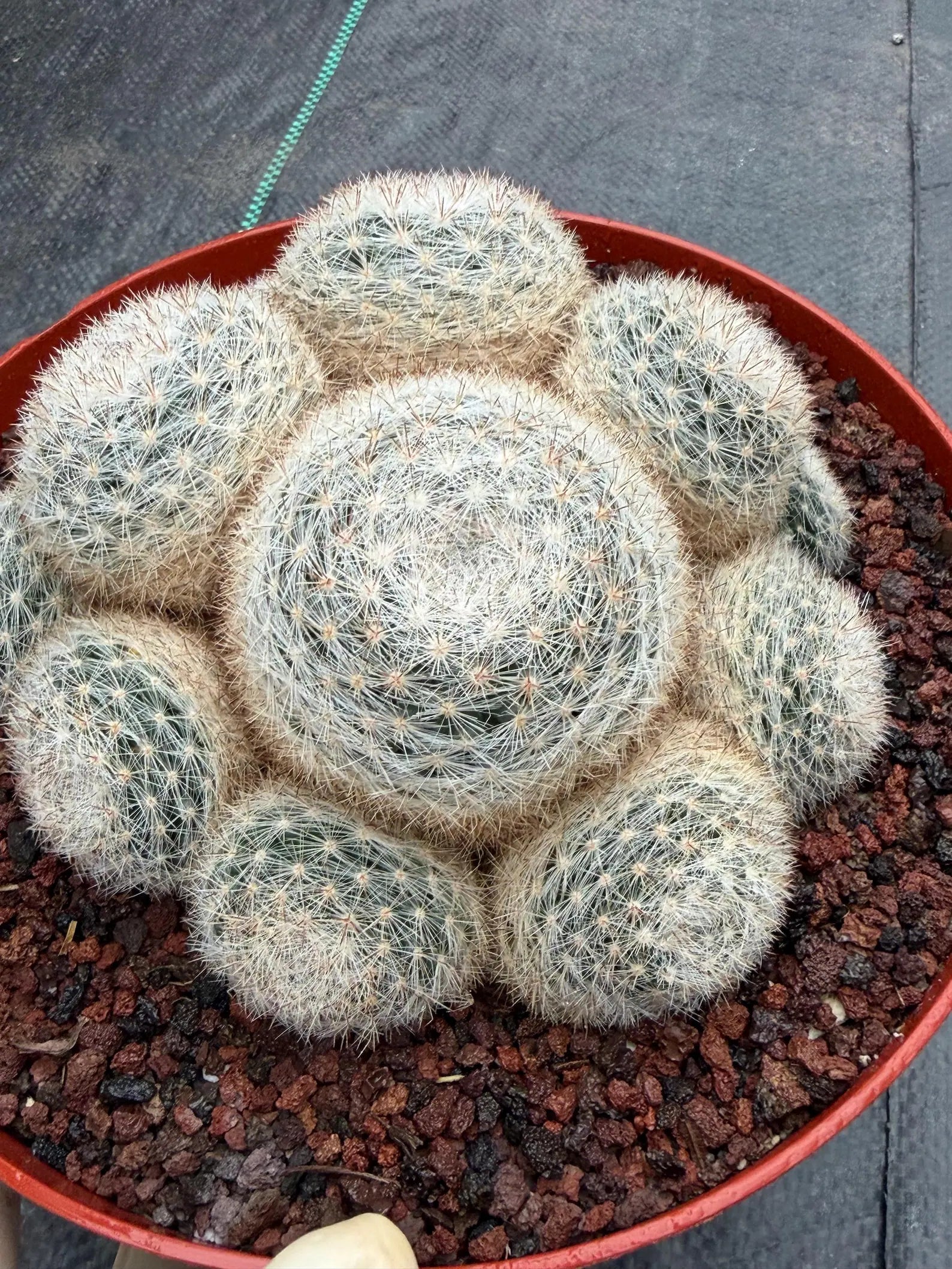 Mammillaria Candida Cluster #743