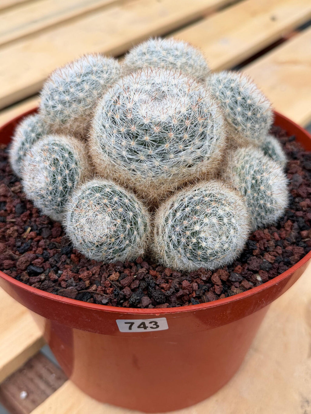 Mammillaria Candida Cluster #743