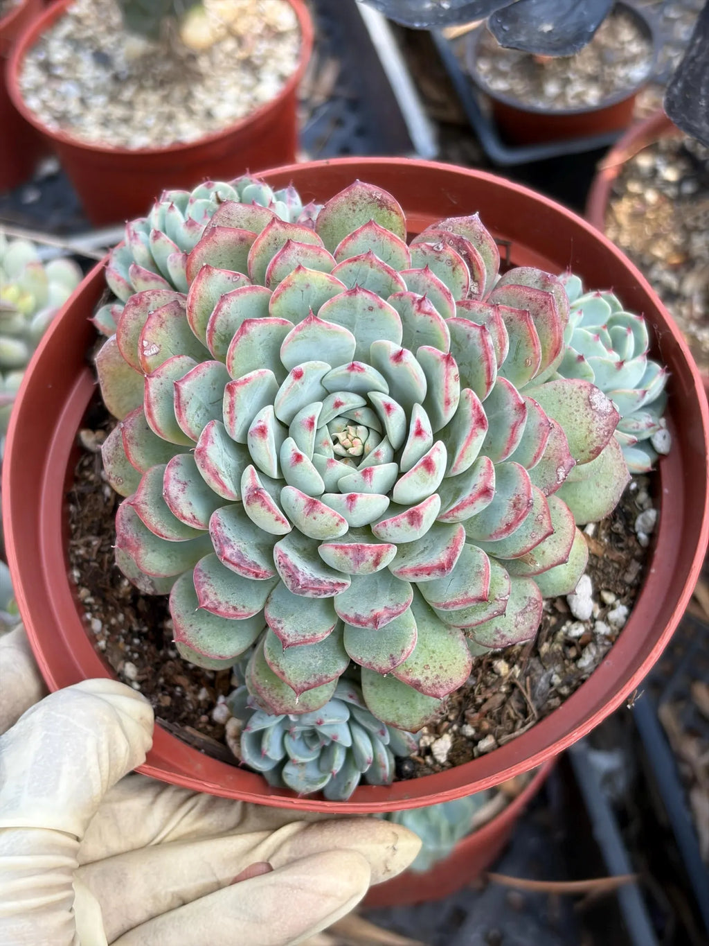 6" Echeveria Minima Cluster Live Succulent Plant – Established Rosette Cluster