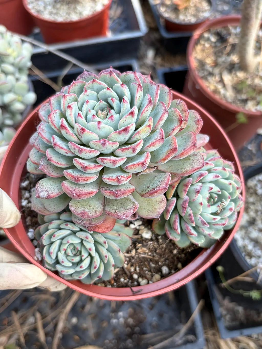 6" Echeveria Minima Cluster Live Succulent Plant – Established Rosette Cluster
