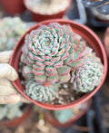6" Echeveria Minima Cluster Live Succulent Plant – Established Rosette Cluster