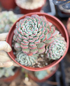 6" Echeveria Minima Cluster Live Succulent Plant – Established Rosette Cluster