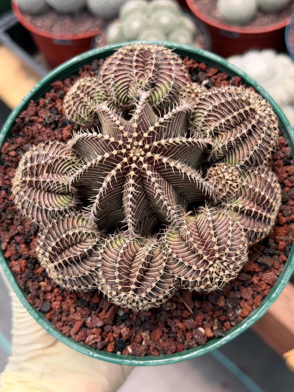 Gymnocalycium R9001 Cluster | Rare Live Cactus Plant 6"