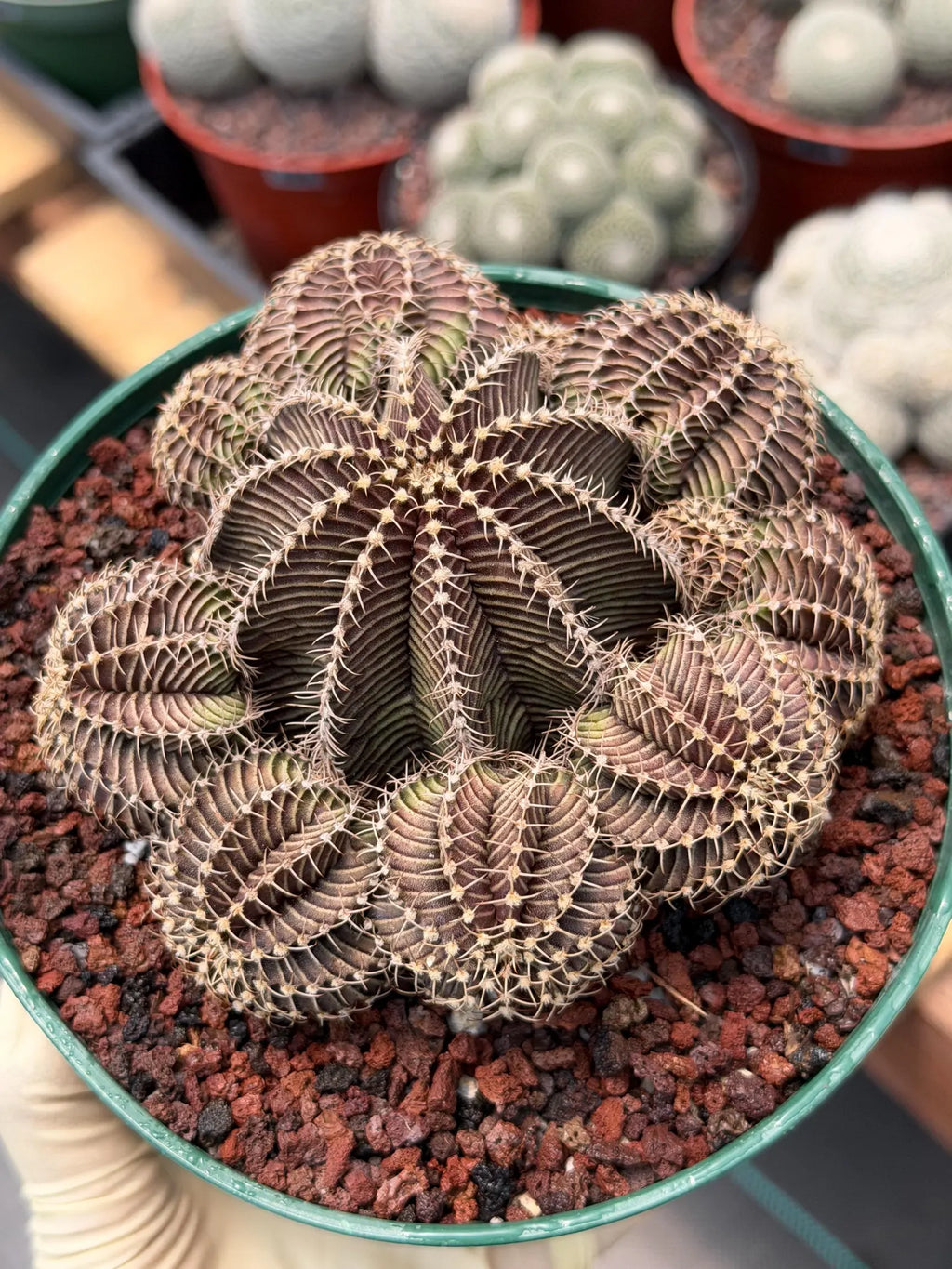 Gymnocalycium R9001 Cluster | Rare Live Cactus Plant 6"
