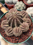 Gymnocalycium R9001 Cluster | Rare Live Cactus Plant 6"