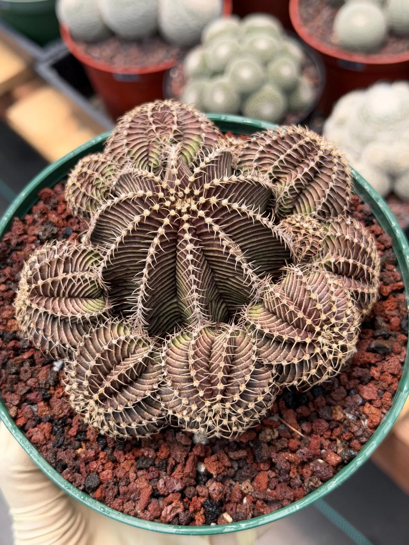 Gymnocalycium R9001 Cluster | Rare Live Cactus Plant 6"