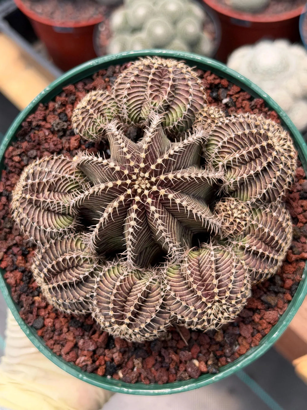Gymnocalycium R9001 Cluster | Rare Live Cactus Plant 6"