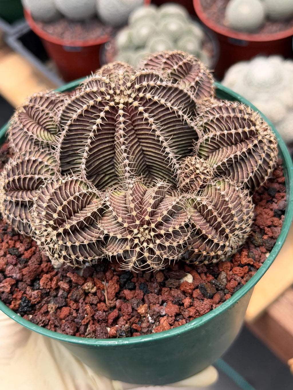 Gymnocalycium R9001 Cluster | Rare Live Cactus Plant 6"