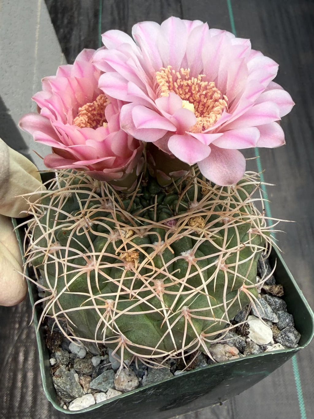 Gymnocalycium Golden Spine | Rare Seed Grown Live Cactus Plant