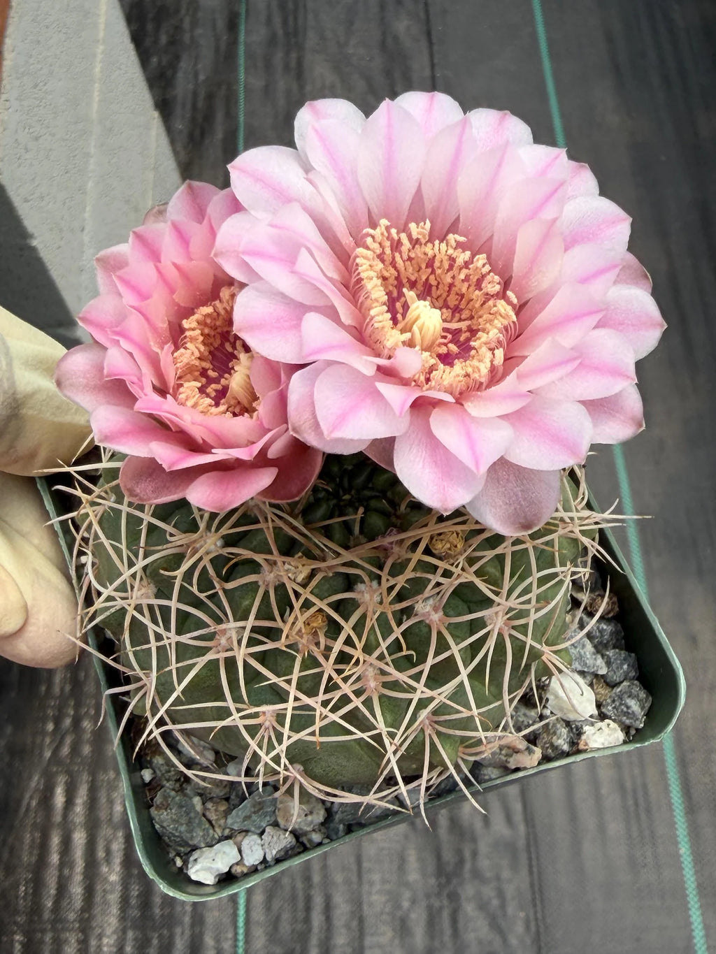 Gymnocalycium Golden Spine | Rare Seed Grown Live Cactus Plant