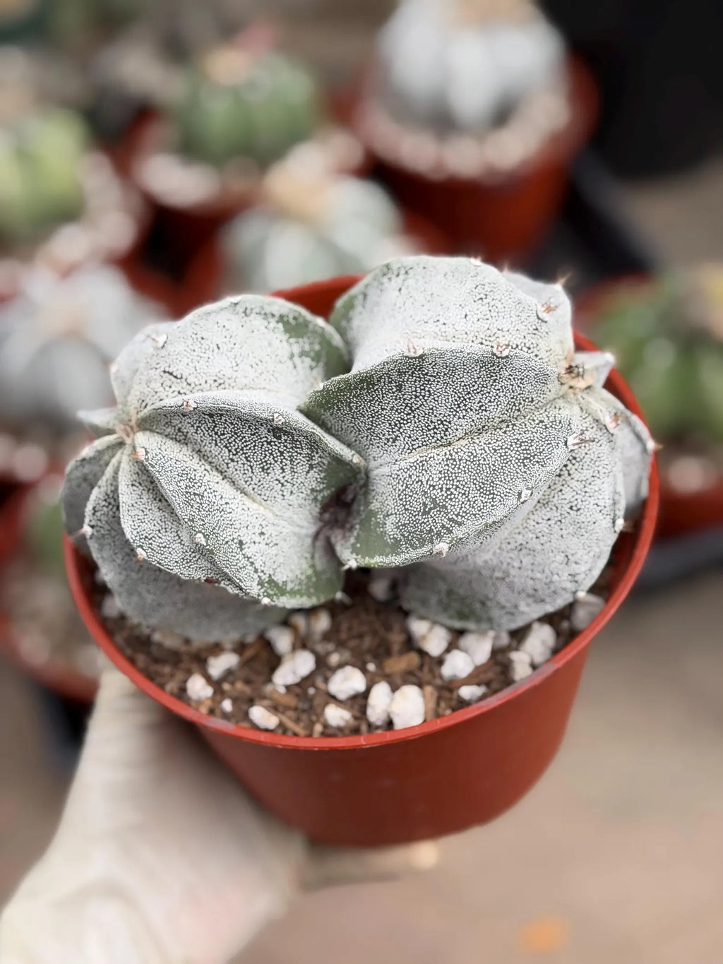 White Form Astrophytum Myriostigma Double Head | Rare Live Cactus | Collector Plant #739