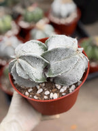 White Form Astrophytum Myriostigma Double Head | Rare Live Cactus | Collector Plant #739