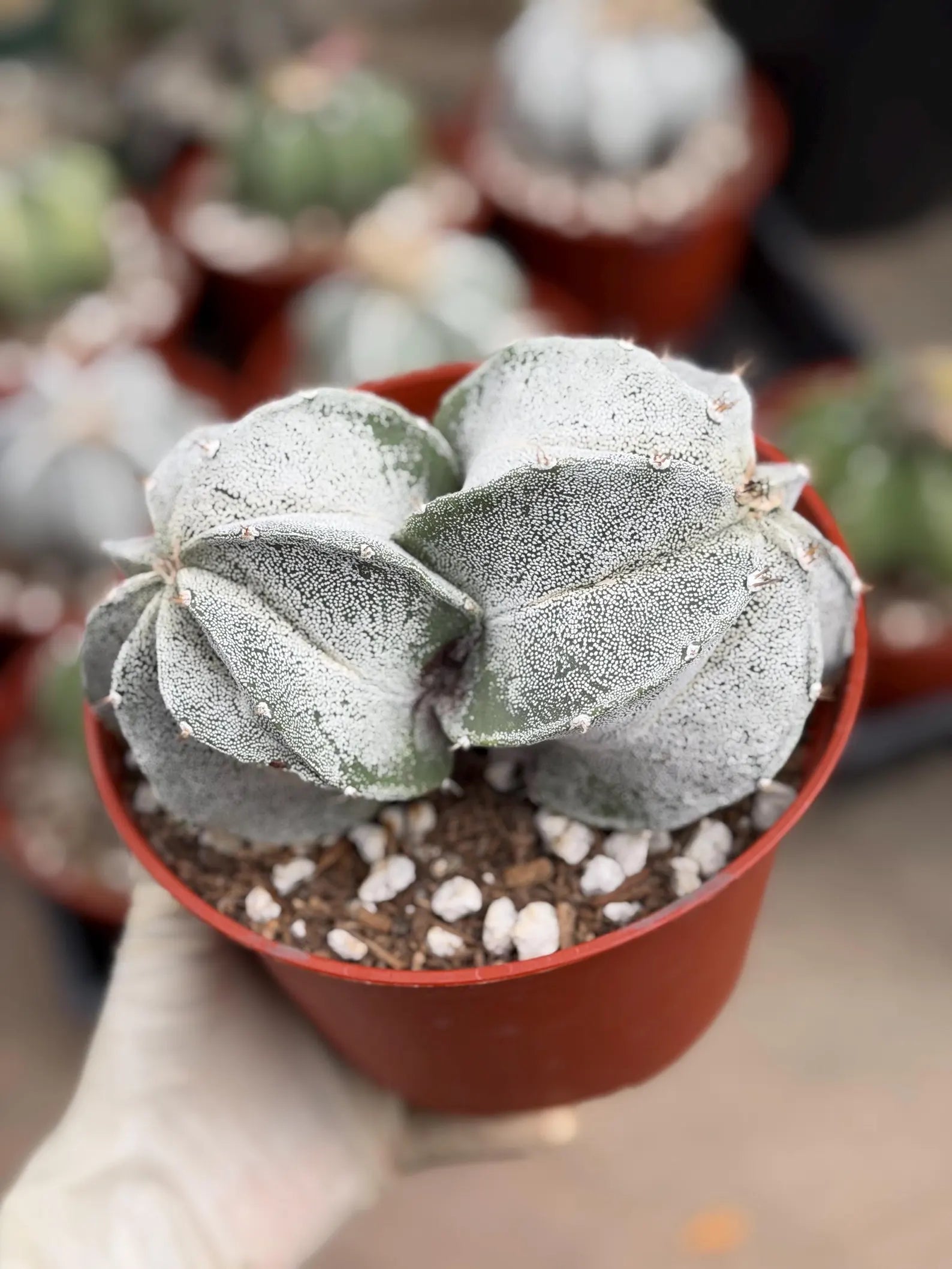 White Form Astrophytum Myriostigma Double Head | Rare Live Cactus | Collector Plant #739
