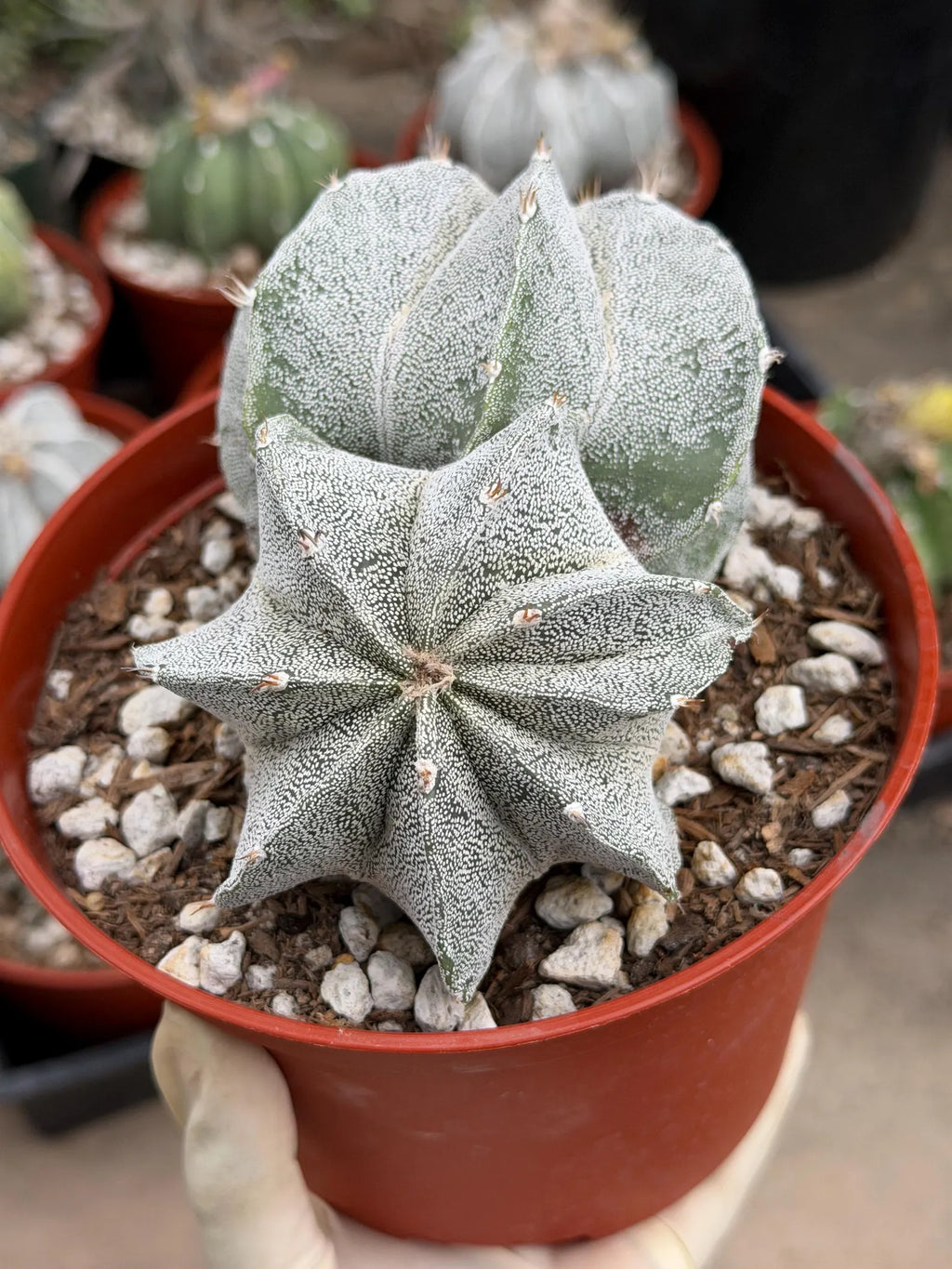 White Form Astrophytum Myriostigma Double Head | Rare Live Cactus | Collector Plant #739