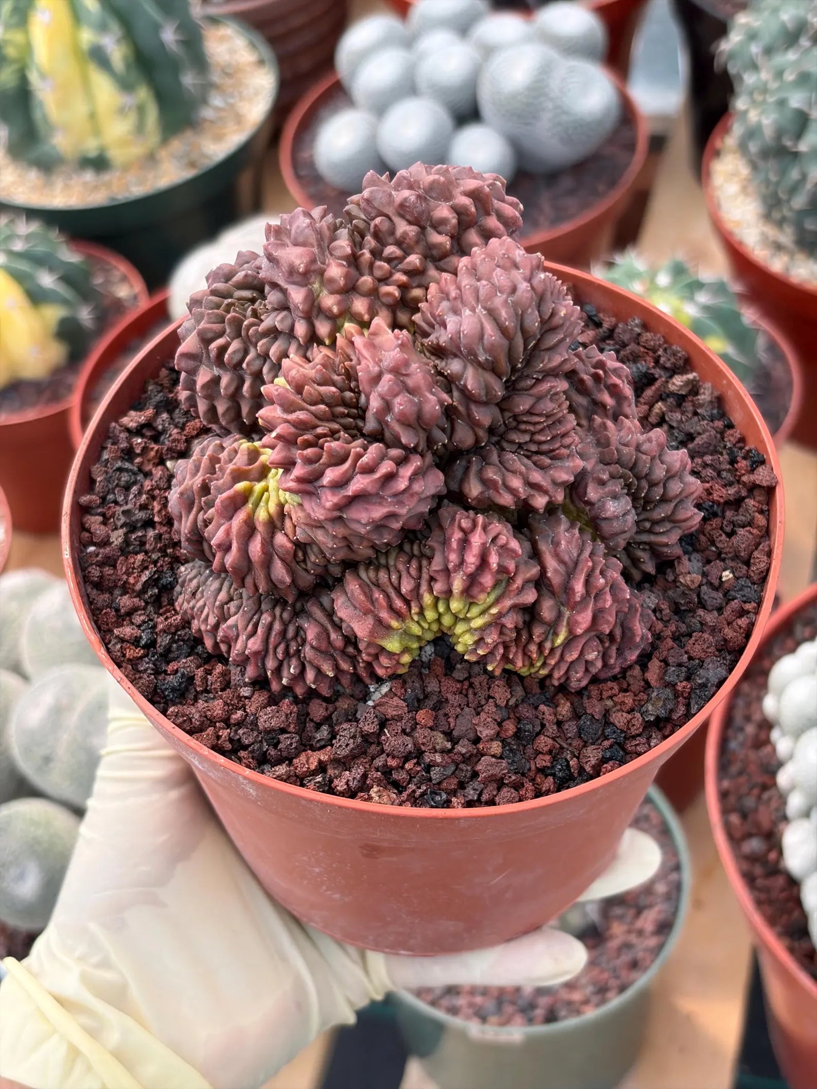 Crested Gymnocalycium Inermis | Rare Live Cactus Plant 6" #447