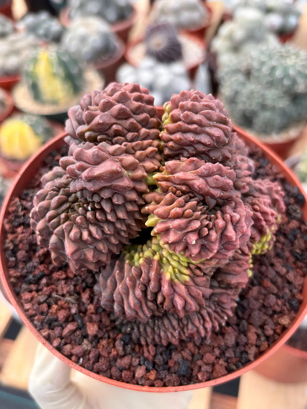 Crested Gymnocalycium Inermis | Rare Live Cactus Plant 6" #447