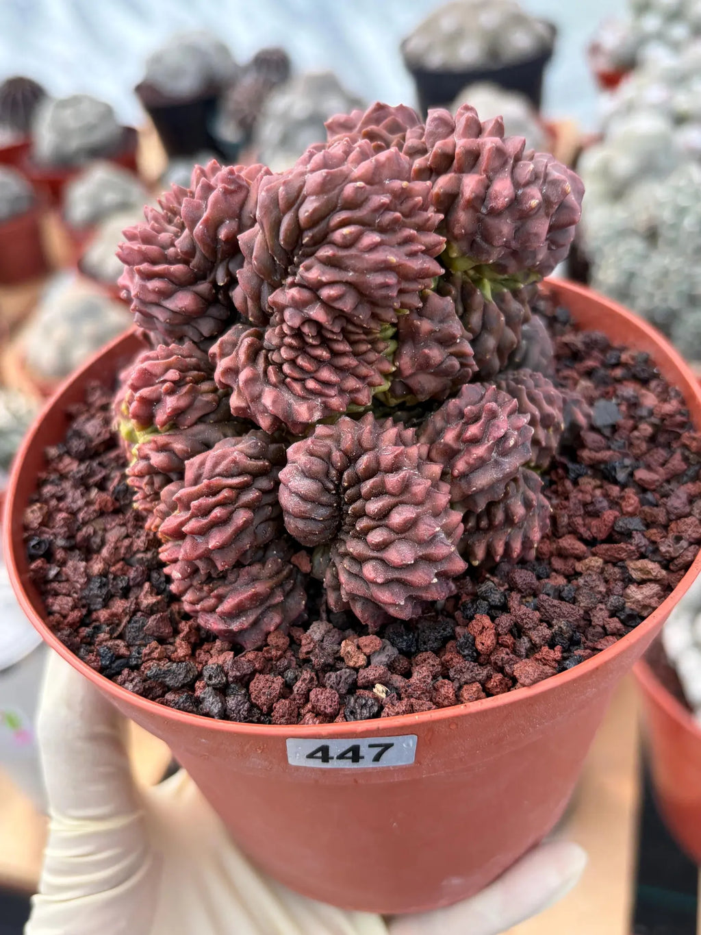 Crested Gymnocalycium Inermis | Rare Live Cactus Plant 6" #447