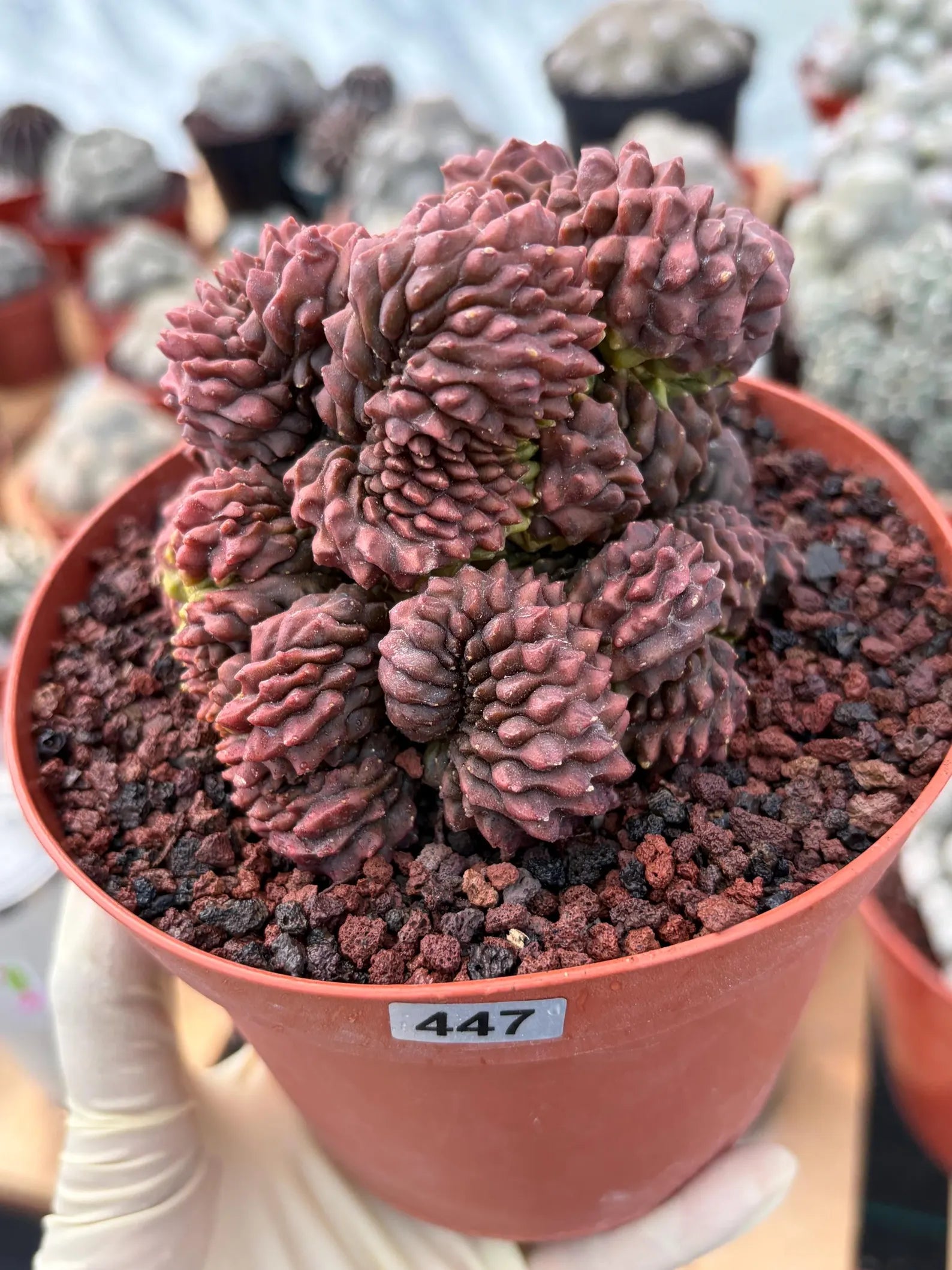 Crested Gymnocalycium Inermis | Rare Live Cactus Plant 6" #447