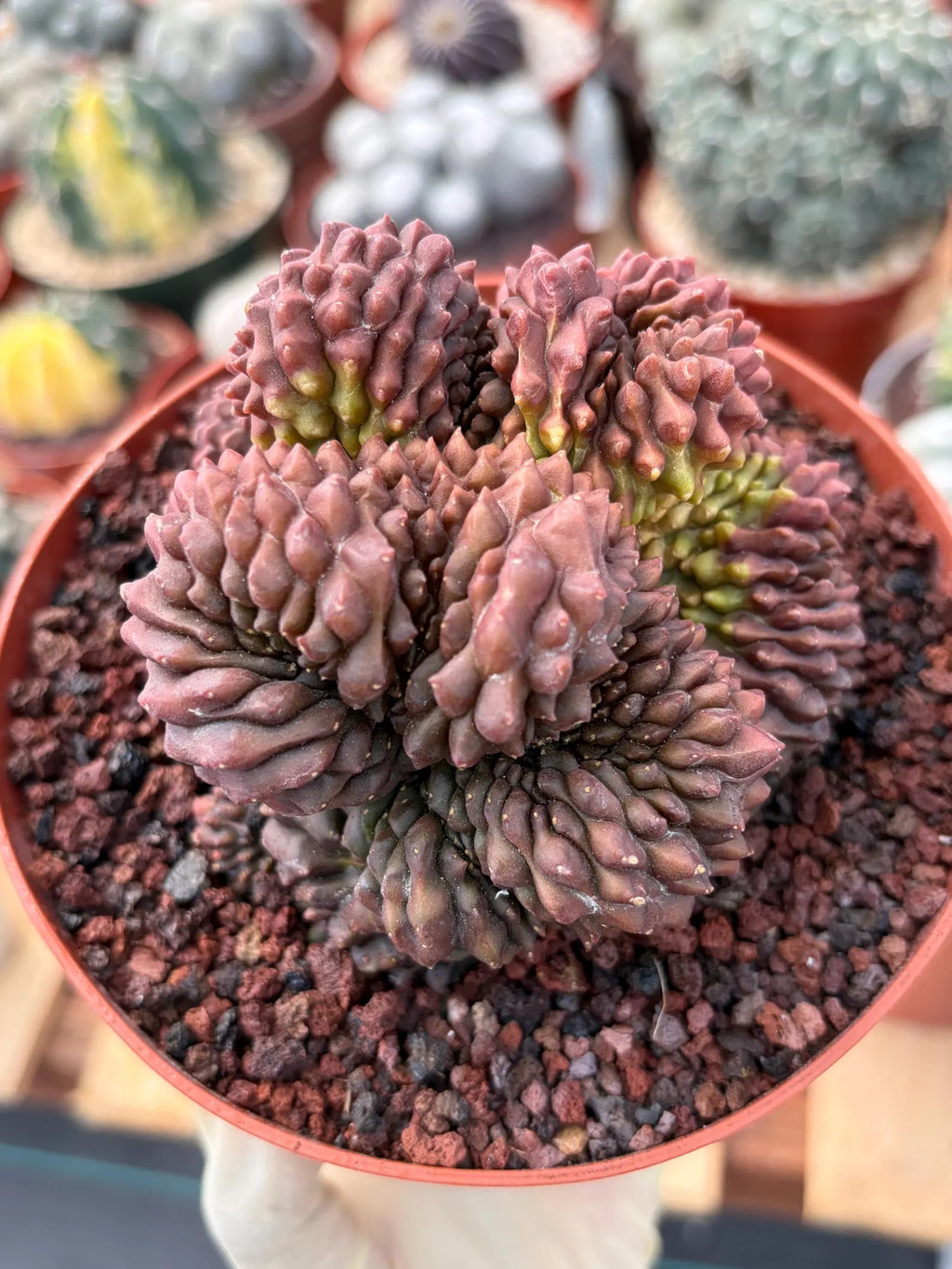 Crested Gymnocalycium Inermis | Rare Live Cactus Plant 6" #447