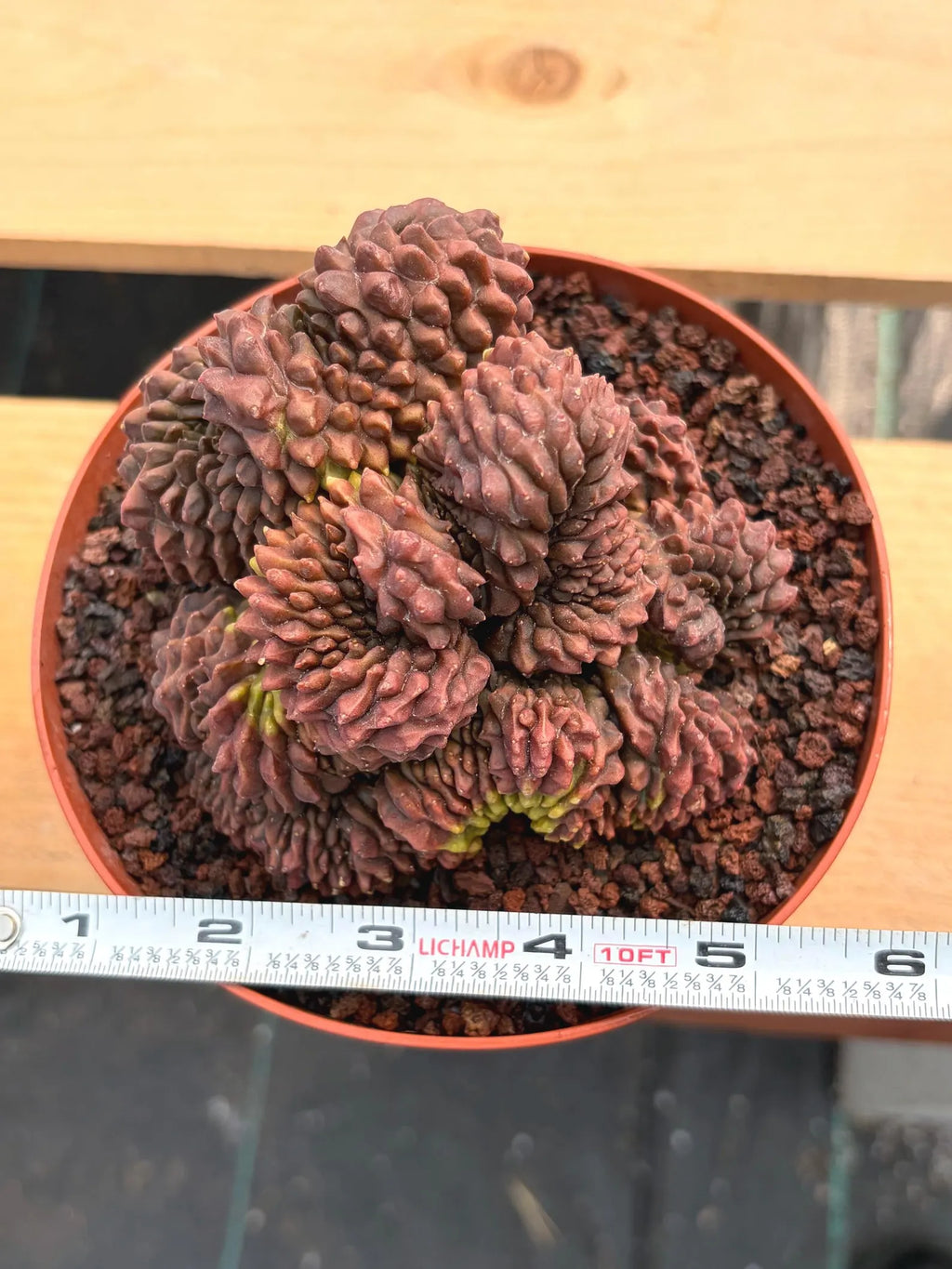 Crested Gymnocalycium Inermis | Rare Live Cactus Plant 6" #447