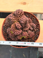 Crested Gymnocalycium Inermis | Rare Live Cactus Plant 6" #447