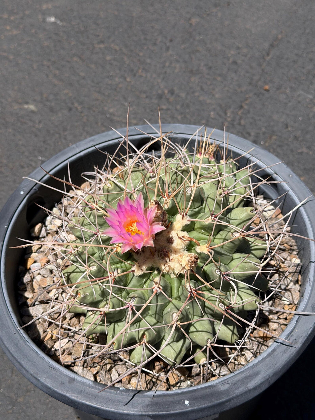 Seed Grown Thelocactus Rinconensis Cluster | Rare Live Cactus | Collector Plant