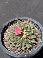 Seed Grown Thelocactus Rinconensis Cluster | Rare Live Cactus | Collector Plant