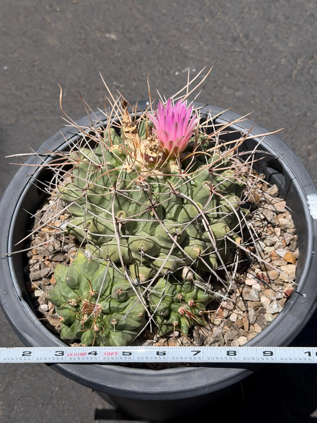 Seed Grown Thelocactus Rinconensis Cluster | Rare Live Cactus | Collector Plant