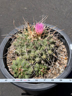Seed Grown Thelocactus Rinconensis Cluster | Rare Live Cactus | Collector Plant