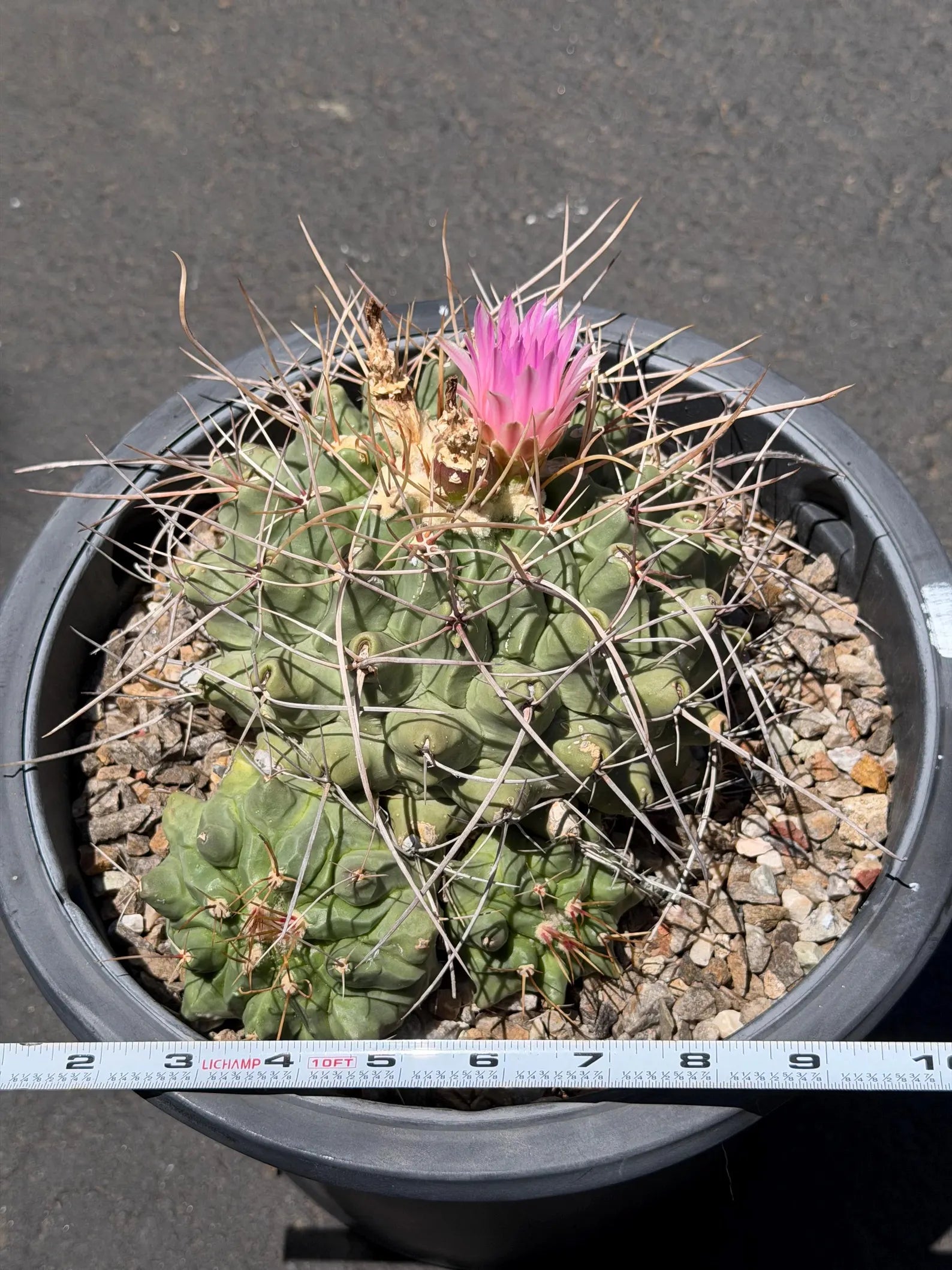Seed Grown Thelocactus Rinconensis Cluster | Rare Live Cactus | Collector Plant