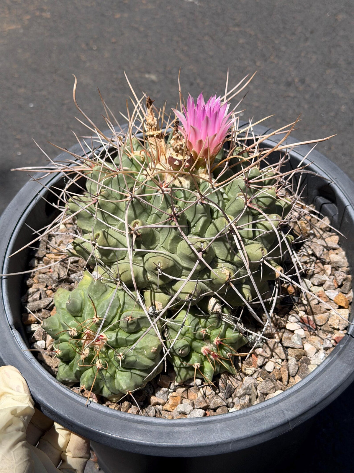 Seed Grown Thelocactus Rinconensis Cluster | Rare Live Cactus | Collector Plant