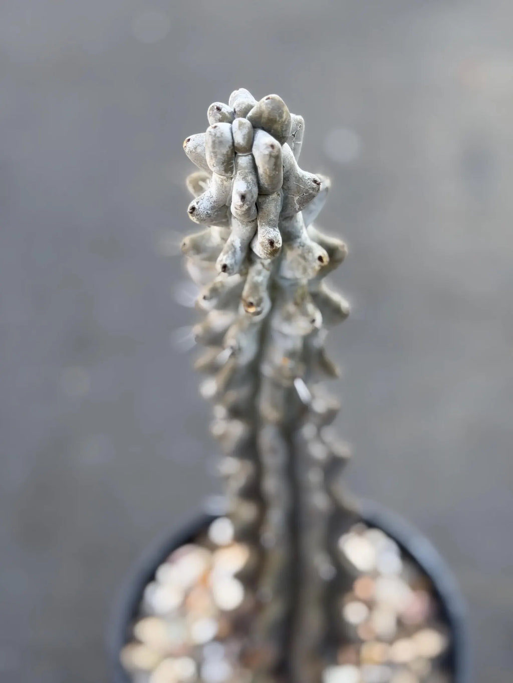 Stenocereus Beneckei Rare Live Cactus – Twisting Collector Specimen Plant