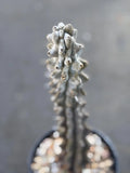 Stenocereus Beneckei Rare Live Cactus – Twisting Collector Specimen Plant