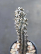 Stenocereus Beneckei Rare Live Cactus – Twisting Collector Specimen Plant