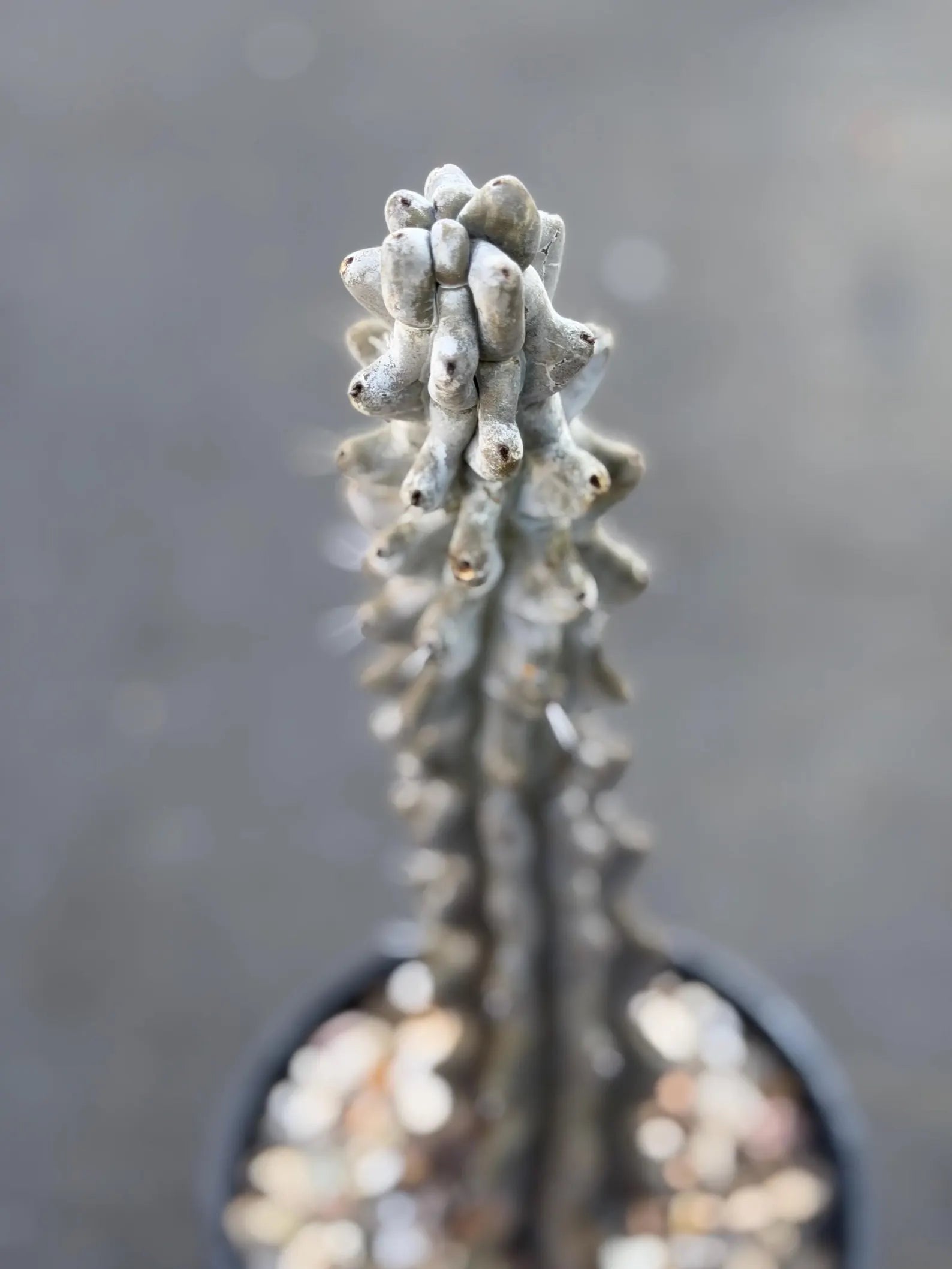 Stenocereus Beneckei Rare Live Cactus – Twisting Collector Specimen Plant