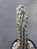 Stenocereus Beneckei Rare Live Cactus – Twisting Collector Specimen Plant