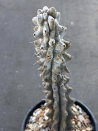 Stenocereus Beneckei Rare Live Cactus – Twisting Collector Specimen Plant