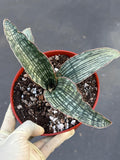 Sansevieria Cleopatra # | Rare Snake Plant | Easy Care Houseplant | Live Plant