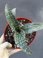 Sansevieria Cleopatra # | Rare Snake Plant | Easy Care Houseplant | Live Plant