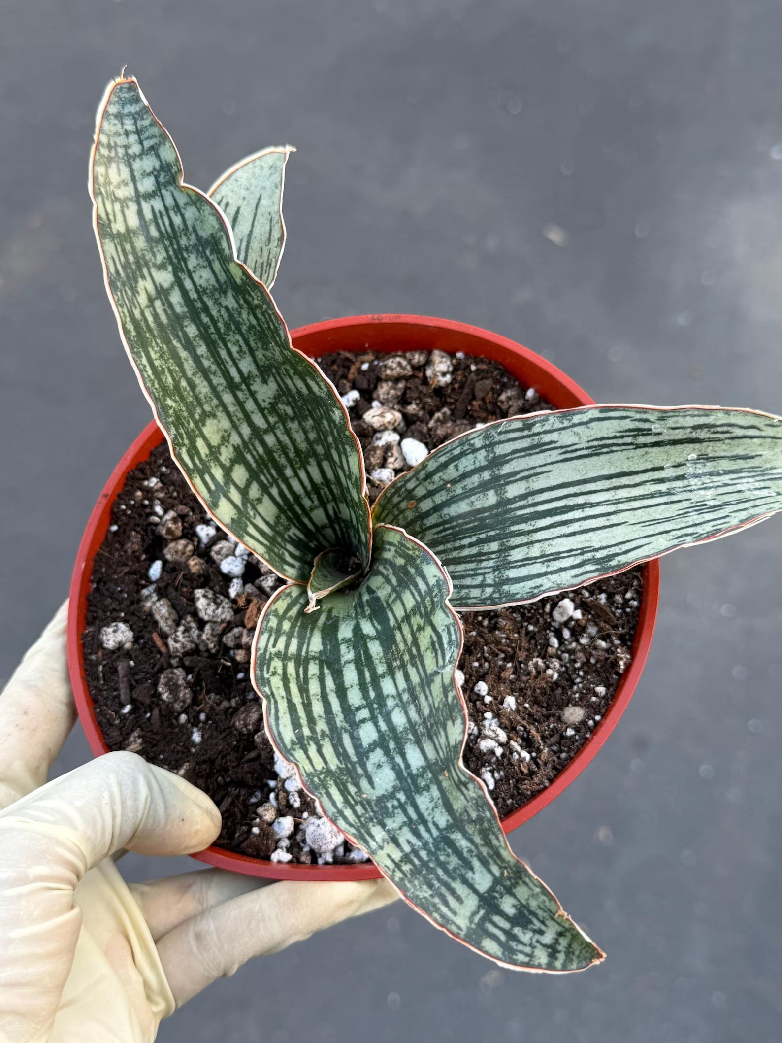 Sansevieria Cleopatra # | Rare Snake Plant | Easy Care Houseplant | Live Plant