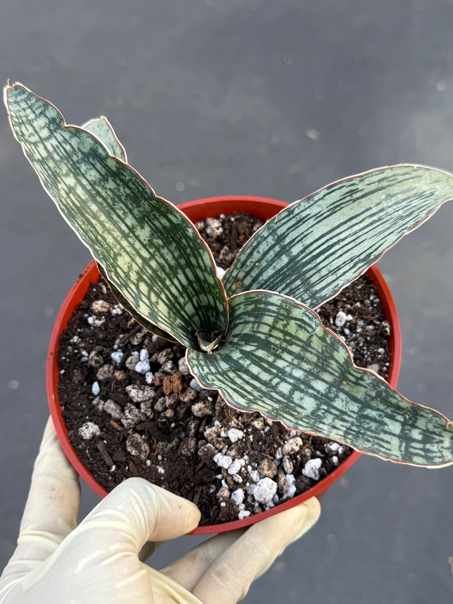 Sansevieria Cleopatra # | Rare Snake Plant | Easy Care Houseplant | Live Plant