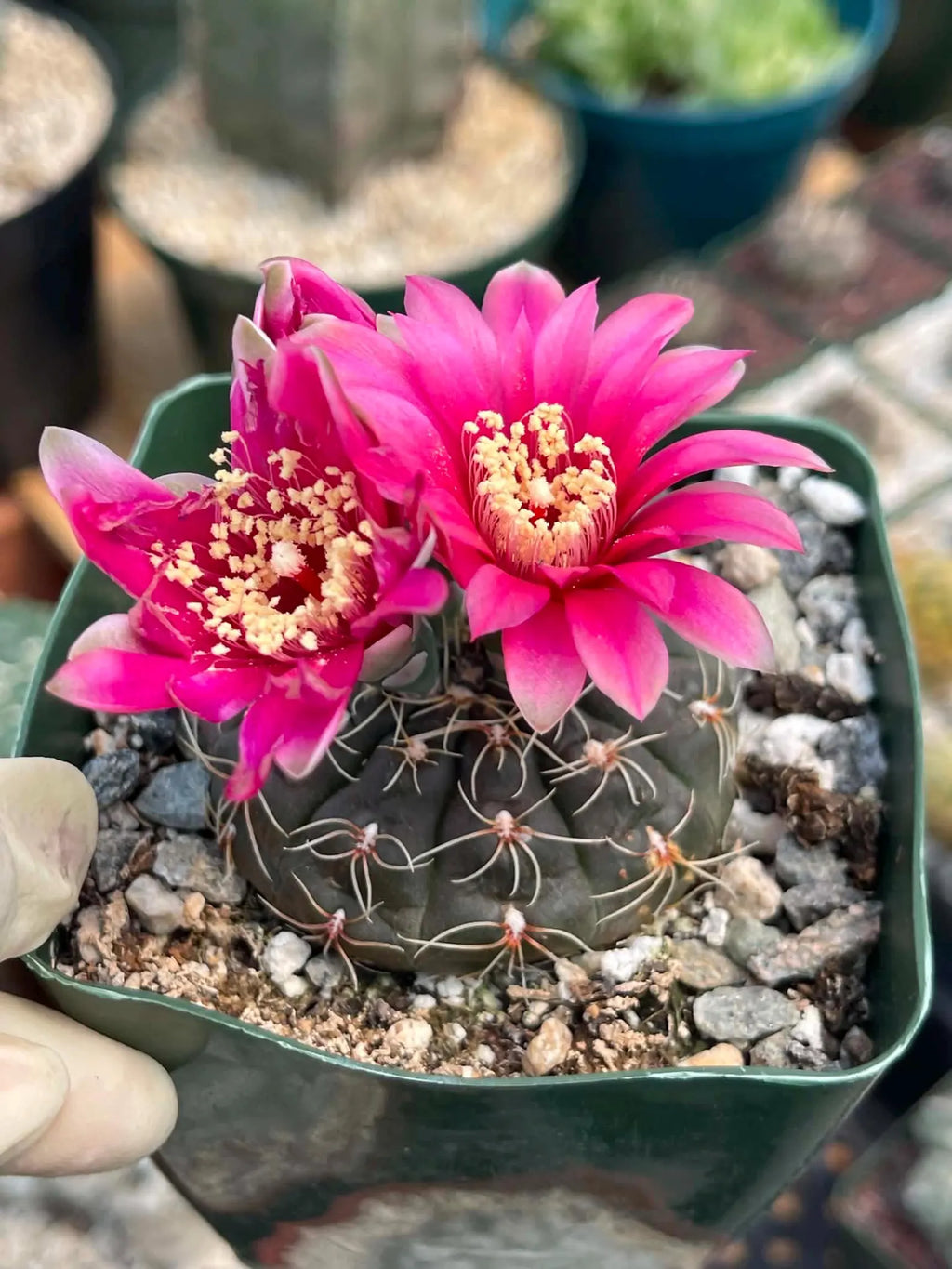 3.5" Gymnocalycium Schreiteri |Seed grown dark Gymnocalicium  | Live Plant