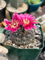 3.5" Gymnocalycium Schreiteri |Seed grown dark Gymnocalicium  | Live Plant