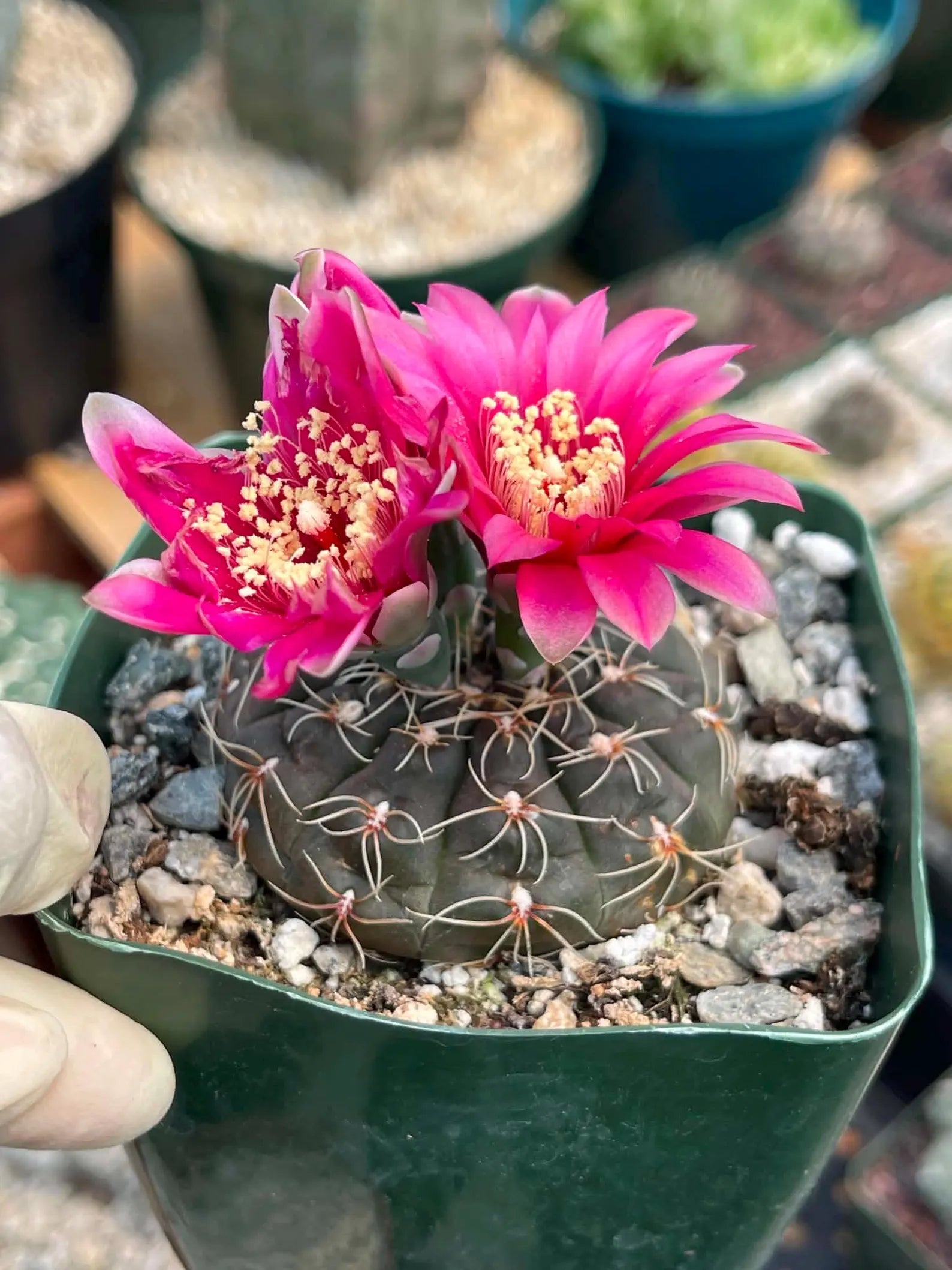 3.5" Gymnocalycium Schreiteri |Seed grown dark Gymnocalicium  | Live Plant