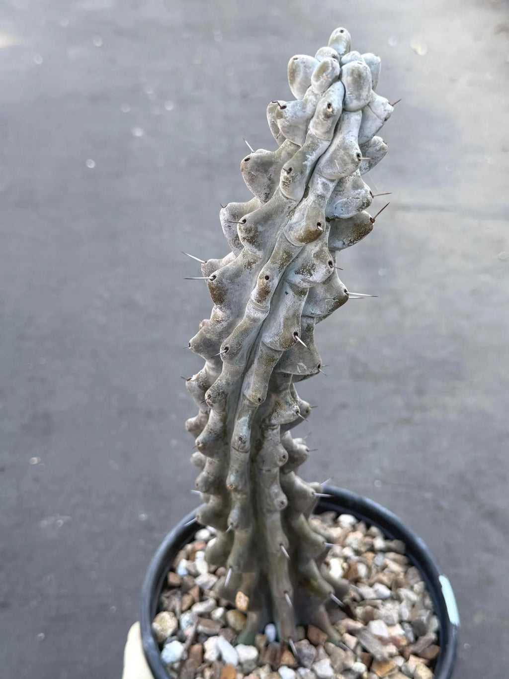 Stenocereus Beneckei Rare Live Cactus – Twisting Collector Specimen Plant