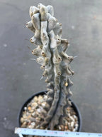 Stenocereus Beneckei Rare Live Cactus – Twisting Collector Specimen Plant